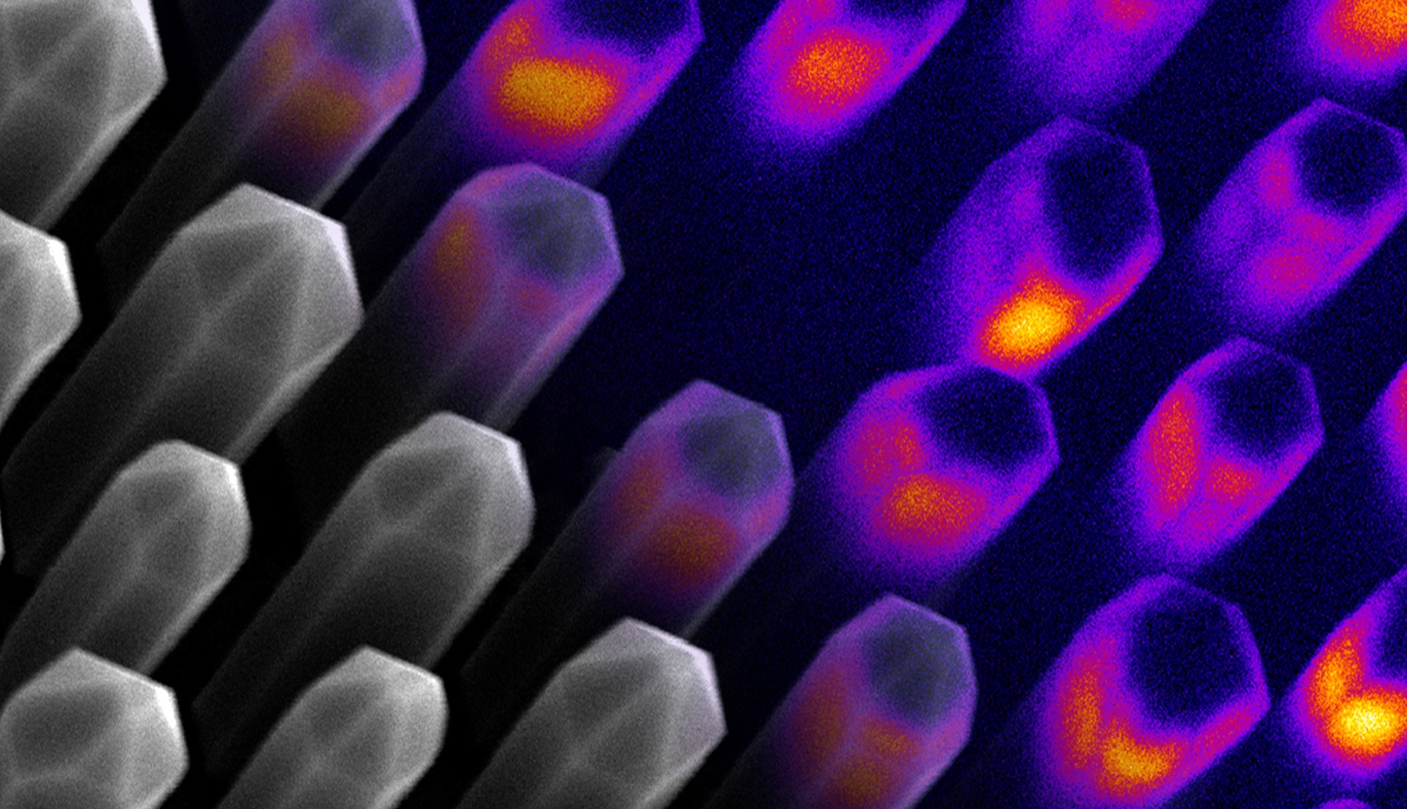 Delmic lost het fileprobleem van dure elektronenmicroscopen op